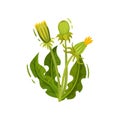 Flowering dandelion with three closed heads and bright green leaves. Summer plant. Nature theme. Flat vector design Royalty Free Stock Photo