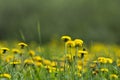 Flowering dandelions