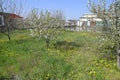 Flowering dandelions in the clearing. Meadow with dandelions. Royalty Free Stock Photo