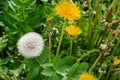 Flowering dandelions in a summer forest