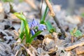 Flowering of the dark blue primroses