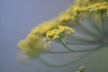 Flowering Darkleaf Fennel \'Atropurpureum\'