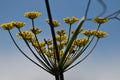 Flowering Darkleaf Fennel \'Atropurpureum\'