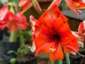 Flowering Day lily flowers Hemerocallis flower. Perfect image for close up of daylily red flower detail, blooming daylily flower Royalty Free Stock Photo