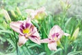 A flowering daylily Bush with pink ruffled flowers and a purple core