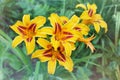 A flowering daylily Bush with yellow flowers and an orange core