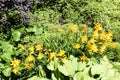 Flowering daylily on flowerbed in overgrown garden