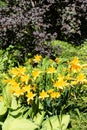 Flowering daylily in overgrown garden in summer