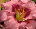 Close up of Razzle Daylily