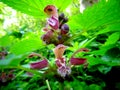 Flowering dead nettle Royalty Free Stock Photo
