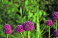 Flowering decorative bow on the lawn Royalty Free Stock Photo