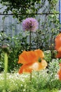 Flowering decorative bow in a spring garden with a big red poppy in the foreground Royalty Free Stock Photo