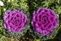 Flowering decorative purple-pink cabbage plant in garden. Ornamental cabbages Royalty Free Stock Photo