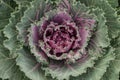 Flowering decorative purple-pink cabbage plant in garden. Ornamental cabbages. Winter flowers Royalty Free Stock Photo