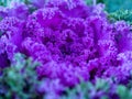 Flowering decorative purple-pink cabbage plant in garden. Royalty Free Stock Photo