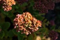 Flowering decorative purple-pink cabbage plant in garden Royalty Free Stock Photo