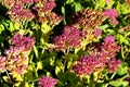 Flowering decorative purple-pink cabbage plant in garden Royalty Free Stock Photo