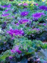 Flowering decorative purple-pink cabbage plant in garden. Ornamental cabbages. Winter flowers. Coloured leaves of ornamental cabba Royalty Free Stock Photo