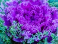 Flowering decorative purple-pink cabbage plant in garden Royalty Free Stock Photo