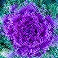 Flowering decorative purple-pink cabbage plant in garden. Ornamental cabbages. Winter flowers. Coloured leaves of ornamental cabba Royalty Free Stock Photo