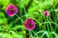 Flowering decorative round onion.A bee on a flower collects nectar.The background is blurry. Royalty Free Stock Photo