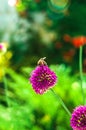 Flowering decorative round onion.A bee on a flower collects nectar.The background is blurry. Royalty Free Stock Photo