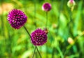 Flowering decorative round onion.A bee on a flower collects nectar. Royalty Free Stock Photo