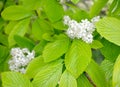 Flowering dense-headed mountain ash Sorbus alnifolia Siebold & Zucc. K. Koch