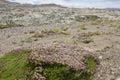 Flowering desert bush Royalty Free Stock Photo