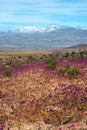 Flowering desert in the Chilean Atacama Desert Royalty Free Stock Photo