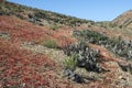 Flowering desert in the Chilean Atacama Desert Royalty Free Stock Photo