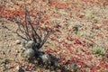 Flowering desert in the Chilean Atacama Desert Royalty Free Stock Photo