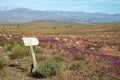 Flowering desert in the Chilean Atacama Desert Royalty Free Stock Photo