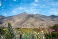 Flowering desert in the Chilean Atacama Desertama Desert Royalty Free Stock Photo