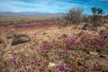 Flowering desert in the Chilean Atacama Royalty Free Stock Photo