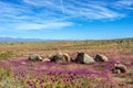 Flowering desert in the Chilean Atacama Royalty Free Stock Photo