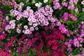 Flowering dianthus Royalty Free Stock Photo