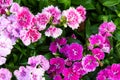 Flowering dianthus Royalty Free Stock Photo