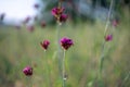 Flowering Dianthus cruentus Royalty Free Stock Photo