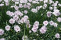 Flowering Dianthus deltoides cultivar in spring Royalty Free Stock Photo