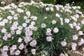 Flowering Dianthus deltoides in the garden Royalty Free Stock Photo