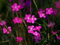 Flowering Dianthus Royalty Free Stock Photo