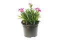 Flowering dianthus plant Royalty Free Stock Photo
