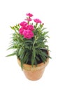 Flowering dianthus plant Royalty Free Stock Photo