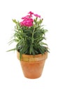 Flowering dianthus in a pot Royalty Free Stock Photo