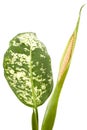 Flowering dieffenbachia