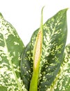 Flowering dieffenbachia Royalty Free Stock Photo