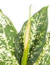 Flowering dieffenbachia