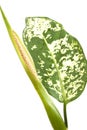 Flowering dieffenbachia
