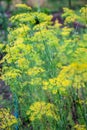 Flowering dill Fennel herbs